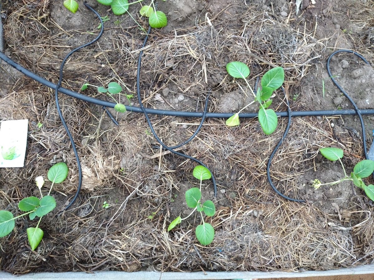 Осенняя капуста из теплицы. В теплице улиток практически нет.