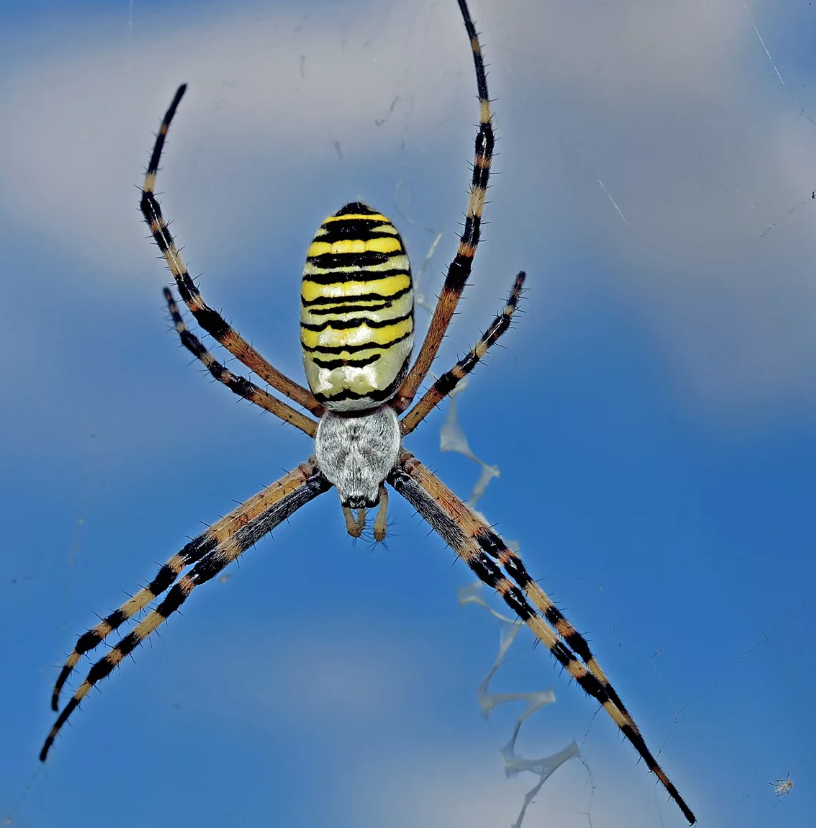 Порхай как бабочка, жаль как оса!