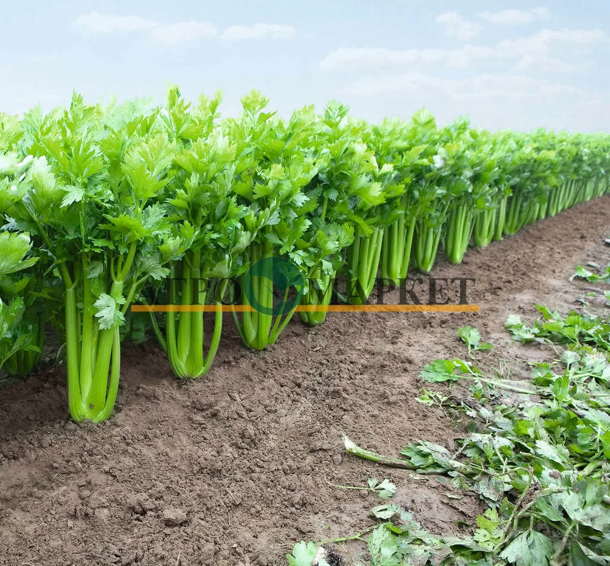 Фото взято из Яндекс.Картинки