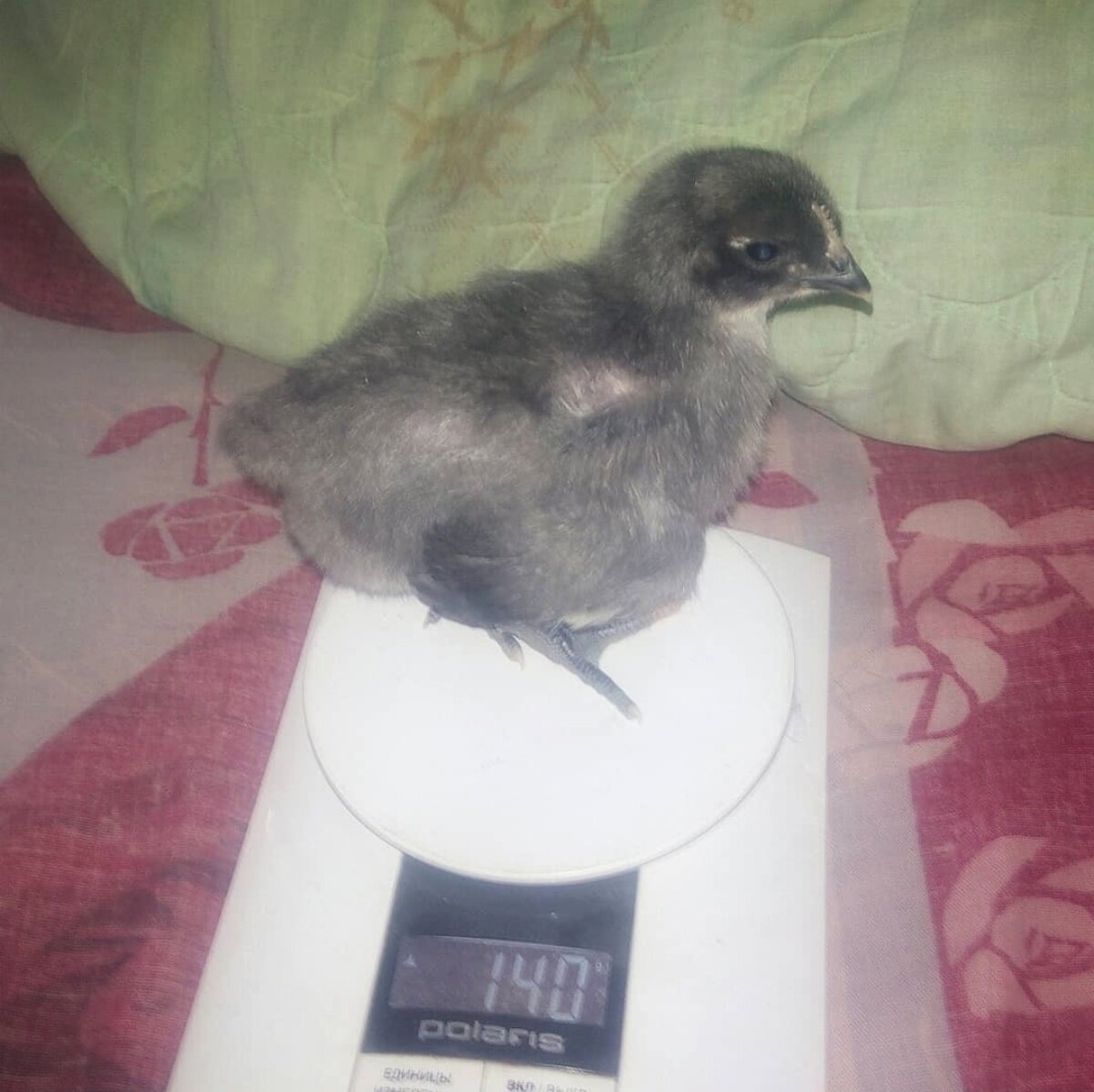 Джерсийский петух.  Возраст 10 дней. 