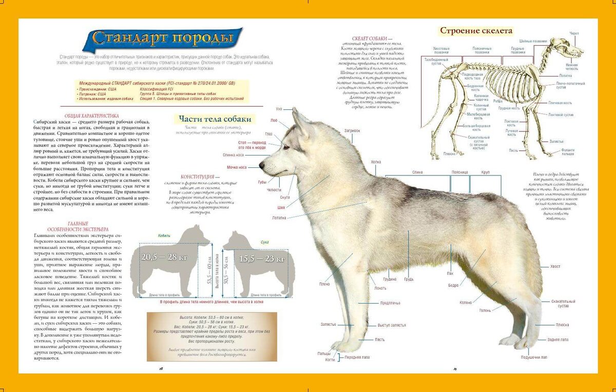 Стандарт вес хаски кобеля