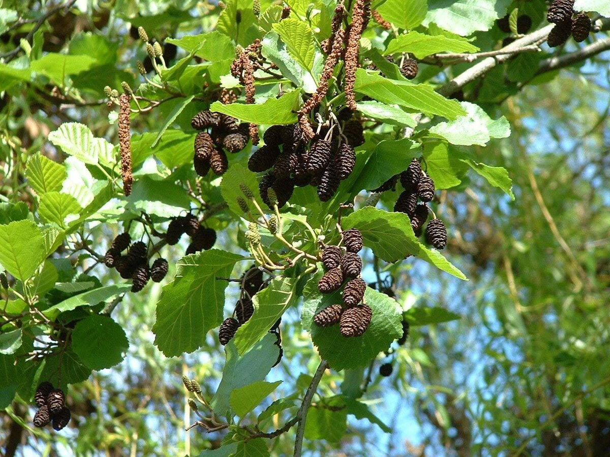 Ольха черная (Alnus glutinosa)