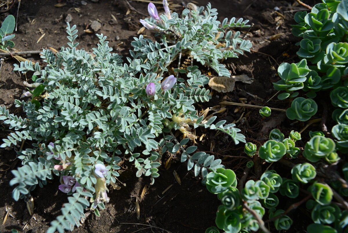 астрагал с очитками у южной стены дома чувствует себя прекрасно!