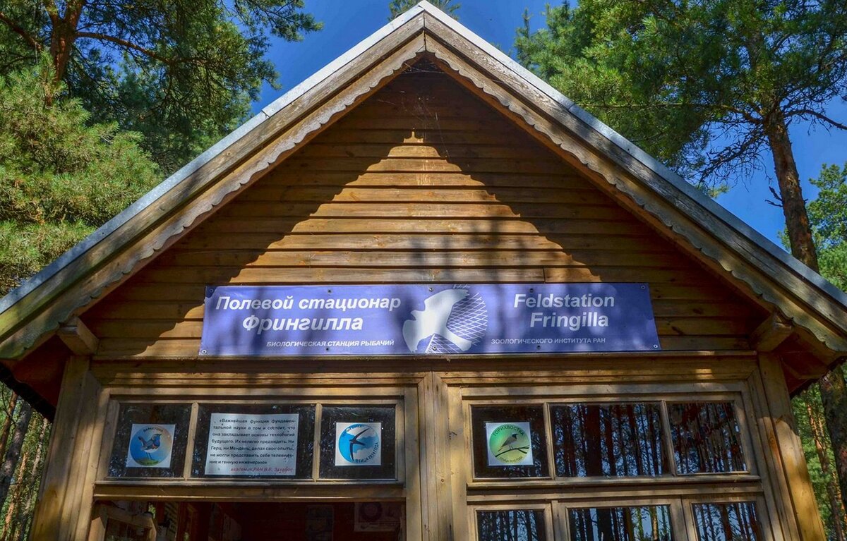 Сегодня расказ будет о первой в мире орнитологической станции - станции "Фрингилла" на Куршской косе. Автор фото: Галина Райченко trek-life.com