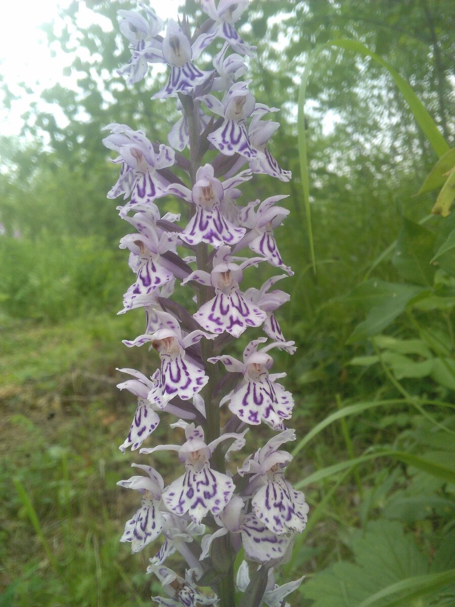 Пальчатокоренник пятнистый - редкая сибирская орхидея. Зацветает лишь на 5-6 год жизни. Мы обнаружили лесные клумбы у себя на участке, оставили их вместе с вербами, под которыми они разрослись.
