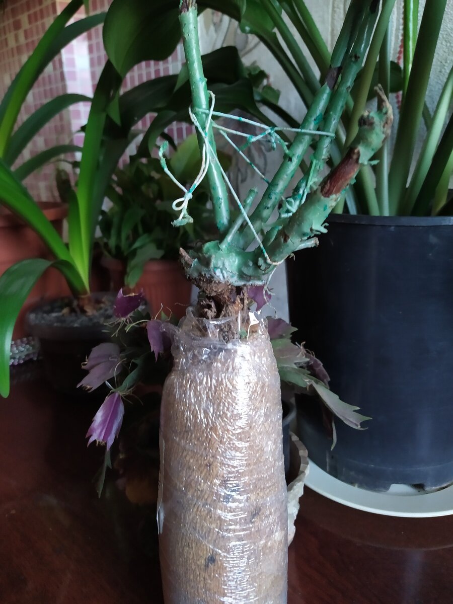 Вот так упакован корень