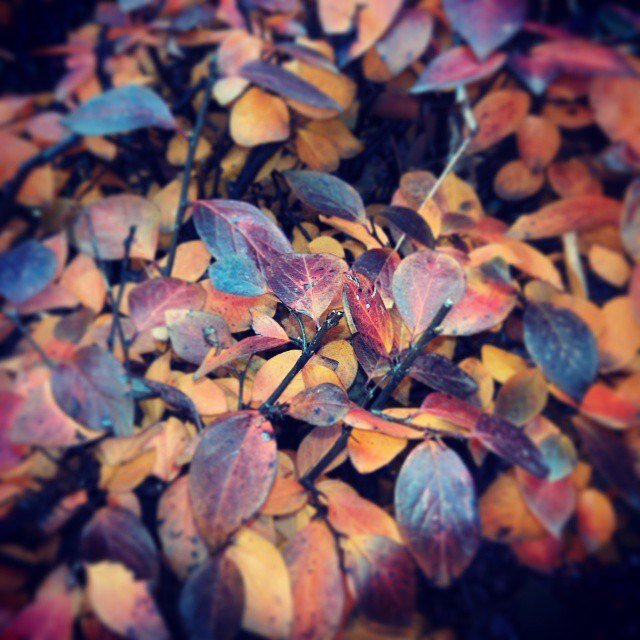 Фото автора.