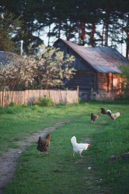 Фотография деревенского дома на рассвете взята из открытых источников.