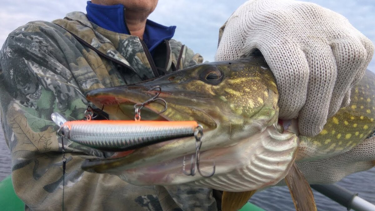 Фото из картинок Яндекса