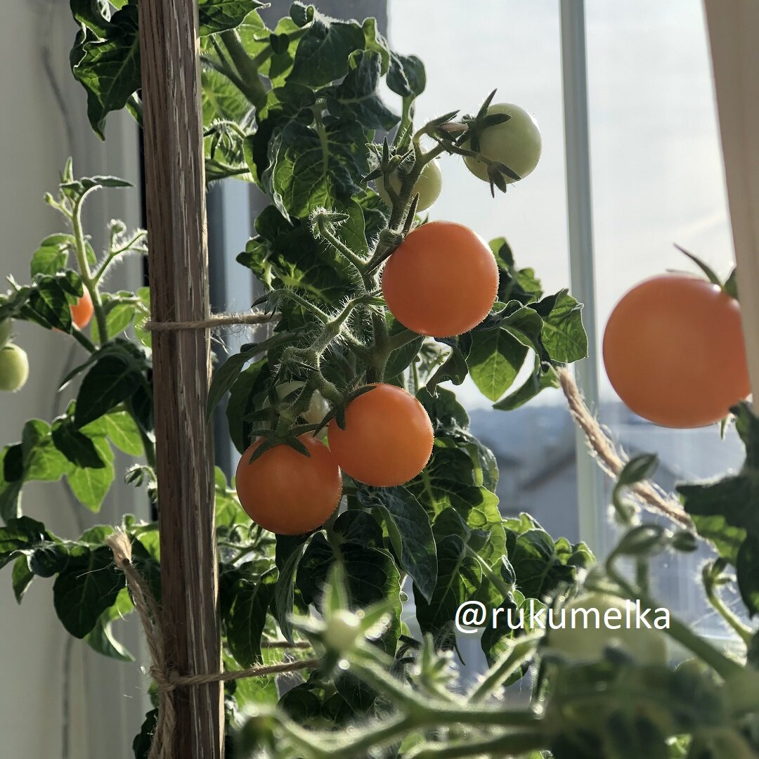 Выращивание помидоров на подоконнике