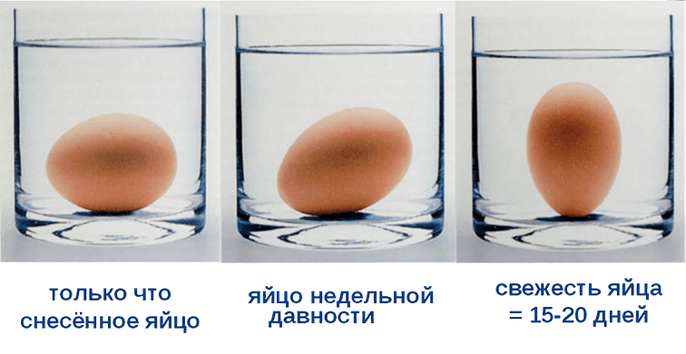 От чего зависит размер мужских яичек?