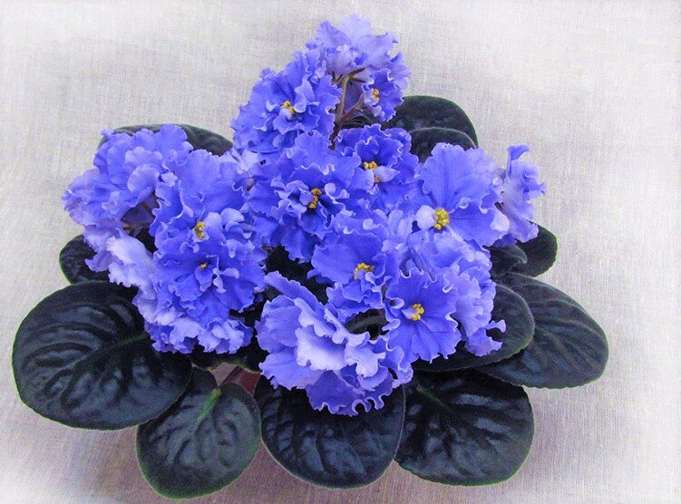 Морской Волк