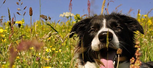 яндекс картинки