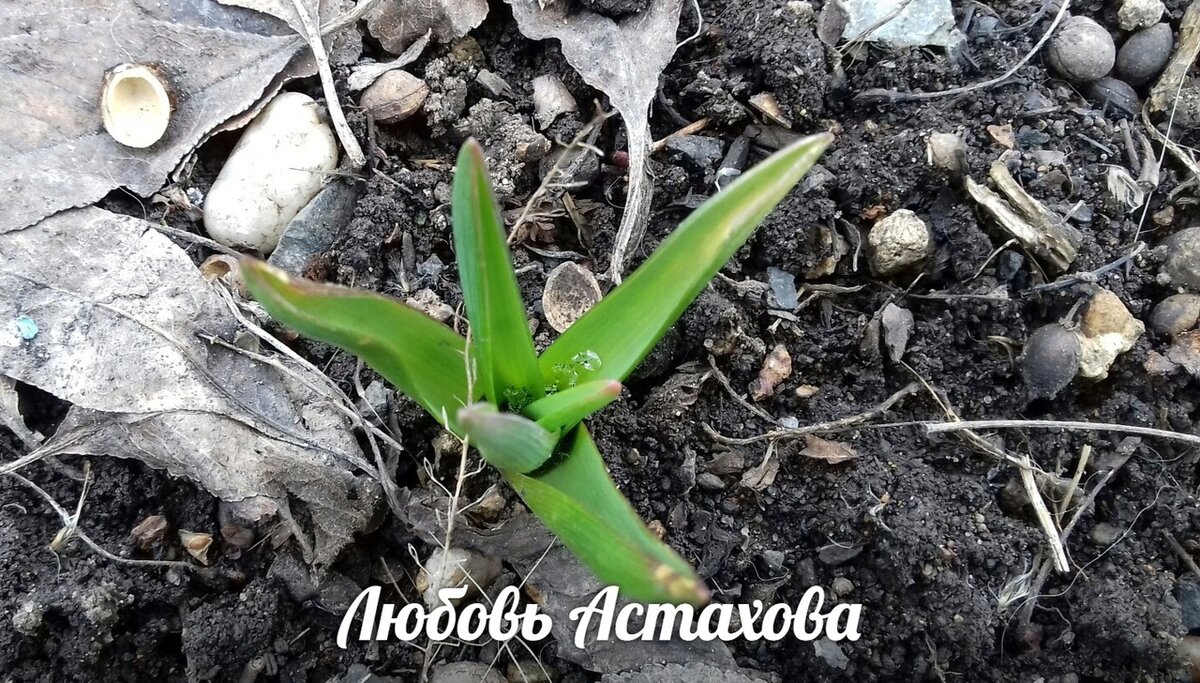Косточка кстати может быть разной... поэтому у нас огромный выбор из всего разнообразия. Выбираем и наслаждаемся процессом. 