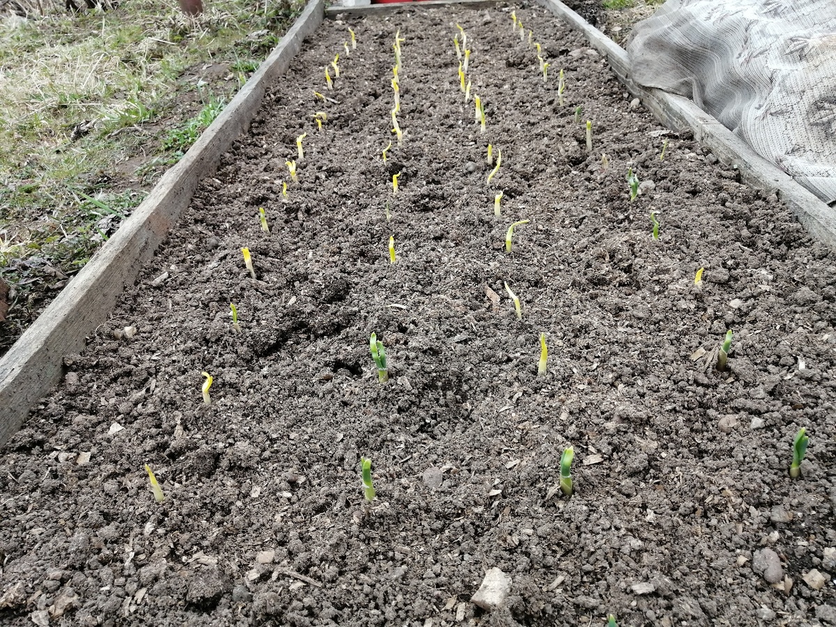 Открыла озимый чеснок.