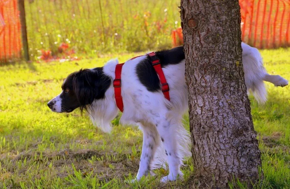 Источник фото: wikipet.ru