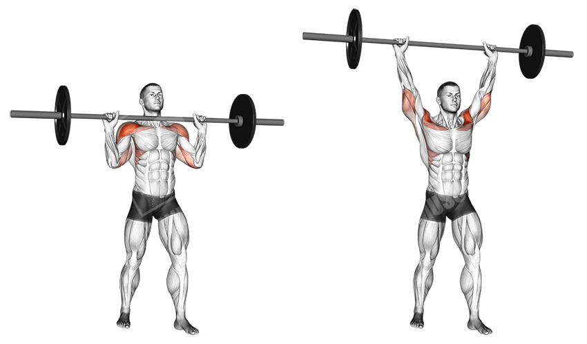 Силовые упражнения: тайны работы мышц при подъеме тяжестей
