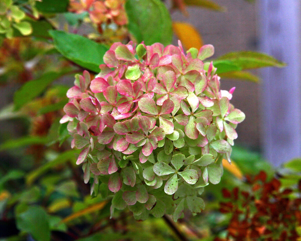 Гортензия метельчатая Perle de Festival