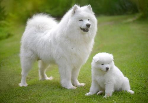 Источник фото: https://petstime.ru/article/shchenki-samoeda-foto-i-razvitie-s-1-do-12-mesyac