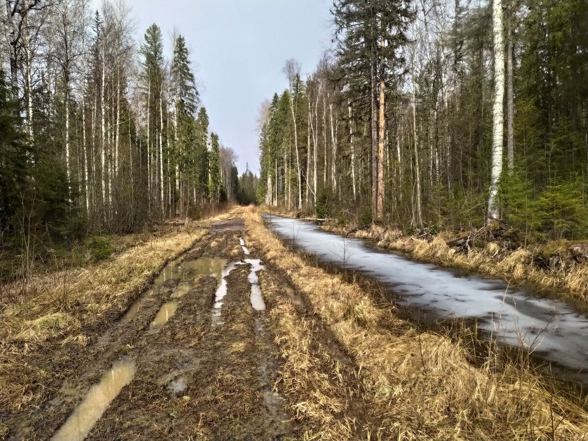 По лесовозным непролазным дорогам вепсского леса скатались до таинственных финских укреплений