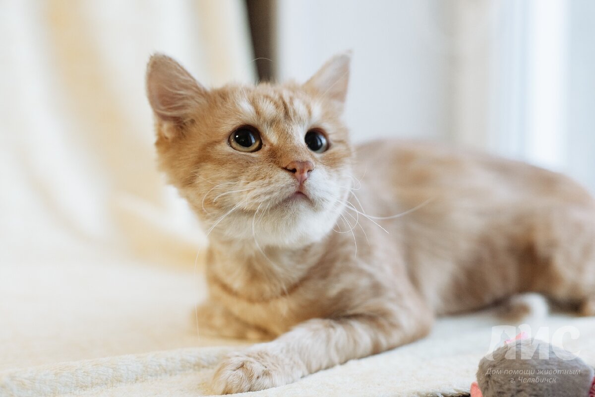 После лечения мы немного облысели, зато открылся наш истинный облик.