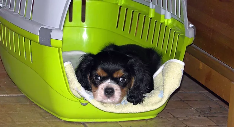 Щенок Кавалер Кинг Чарльз спаниель