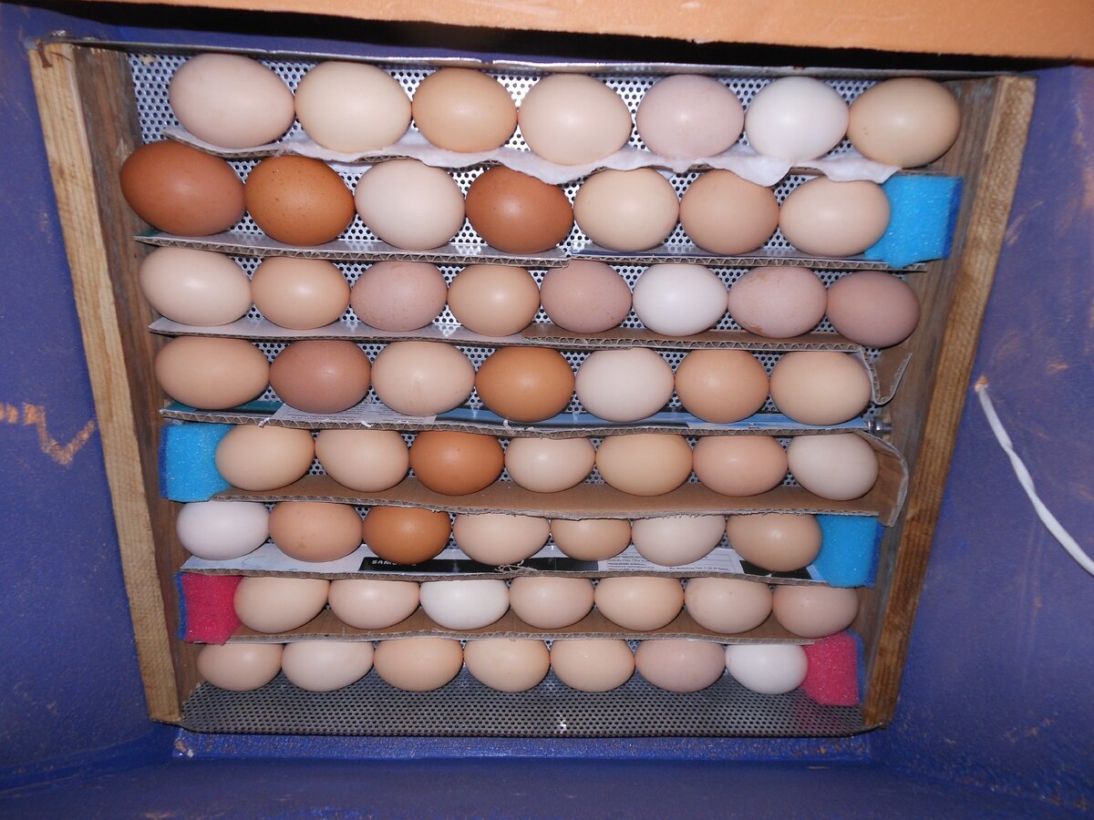 Самодельный инкубатор для яиц