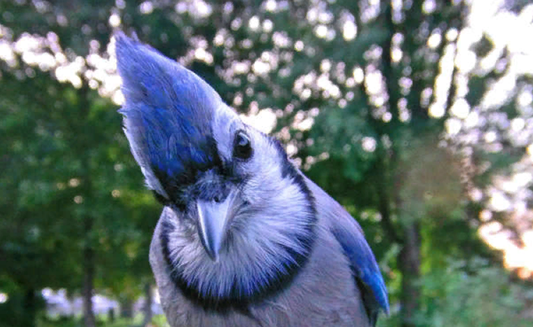 Необычная птичка - сойка голубая. Фото: Ostdrossel