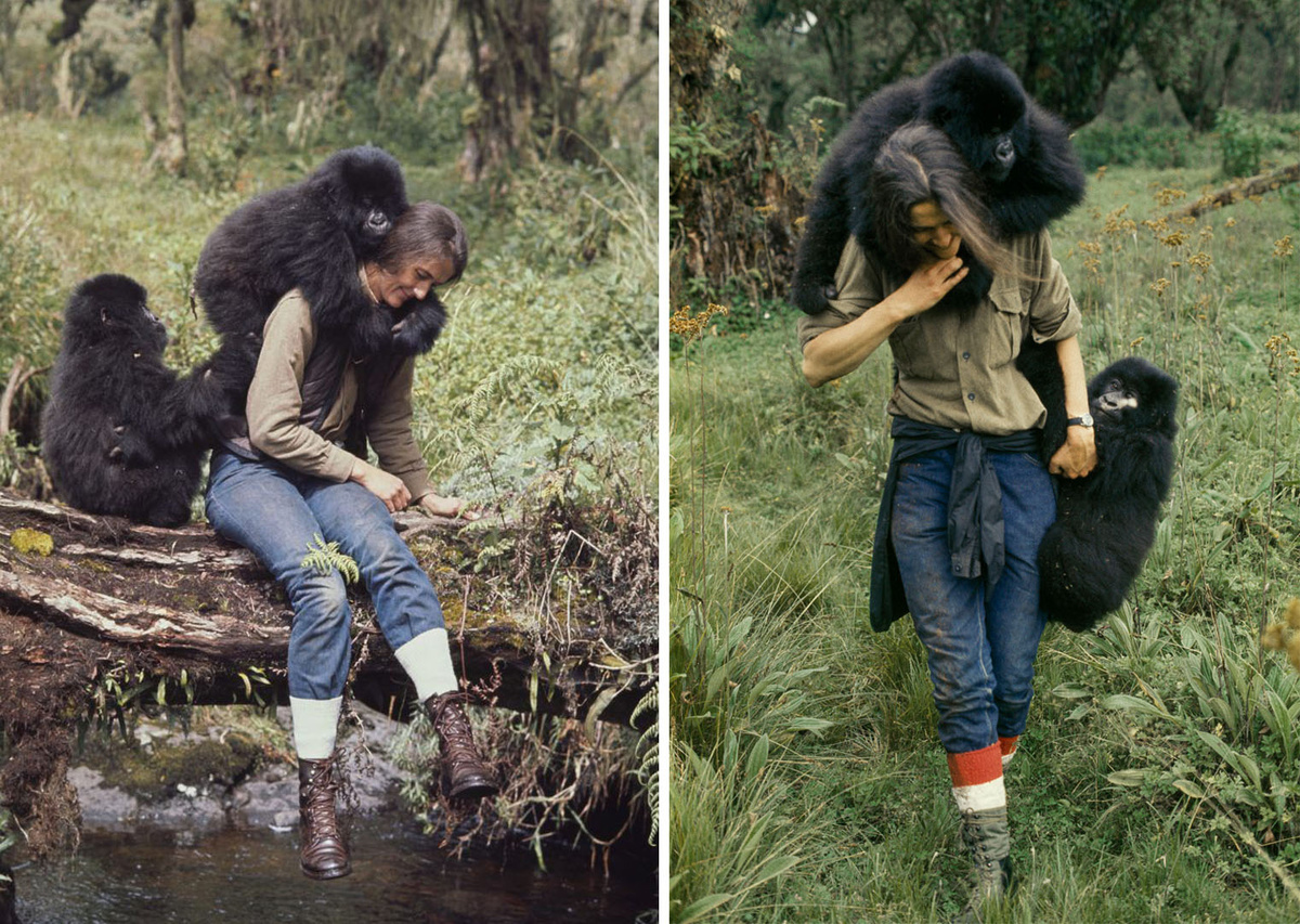 Фотограф, присланный National Geographic, сделал уникальные снимки Дайан Фосси с гориллами. Её статья «Как подружиться с горными гориллами» с этими фотографиями принесла ей мировую известность.
