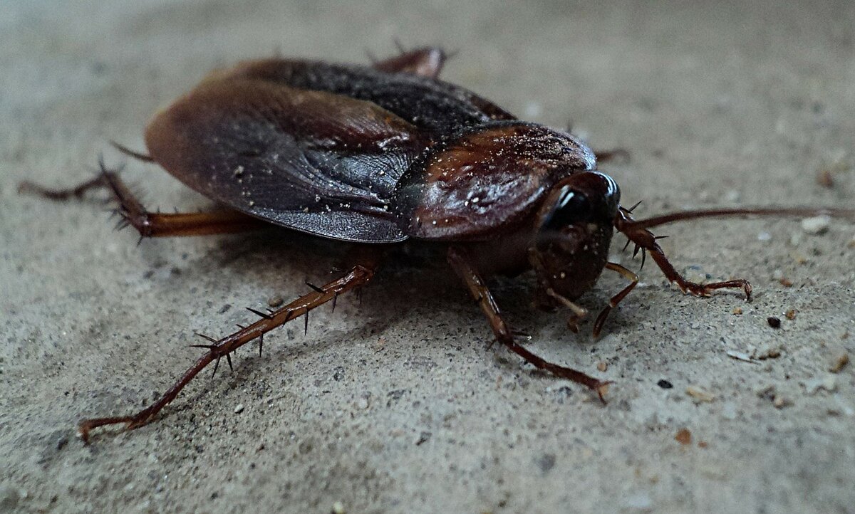 https://cdn.pixabay.com/photo/2012/12/17/15/21/cockroach-70295_1280.jpg