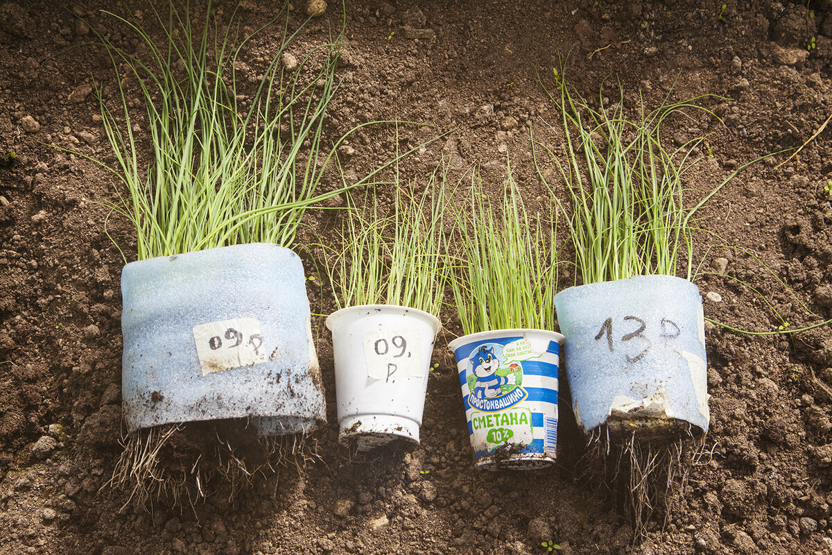 Два сорта порея "Весту" и "Коламбус" (оба ранние) я сеяла в три типа емкостей - "улитку", стаканчики из-под сметаны и "пеленку". С десятых чисел апреля рассада стояла в неотапливаемой теплице