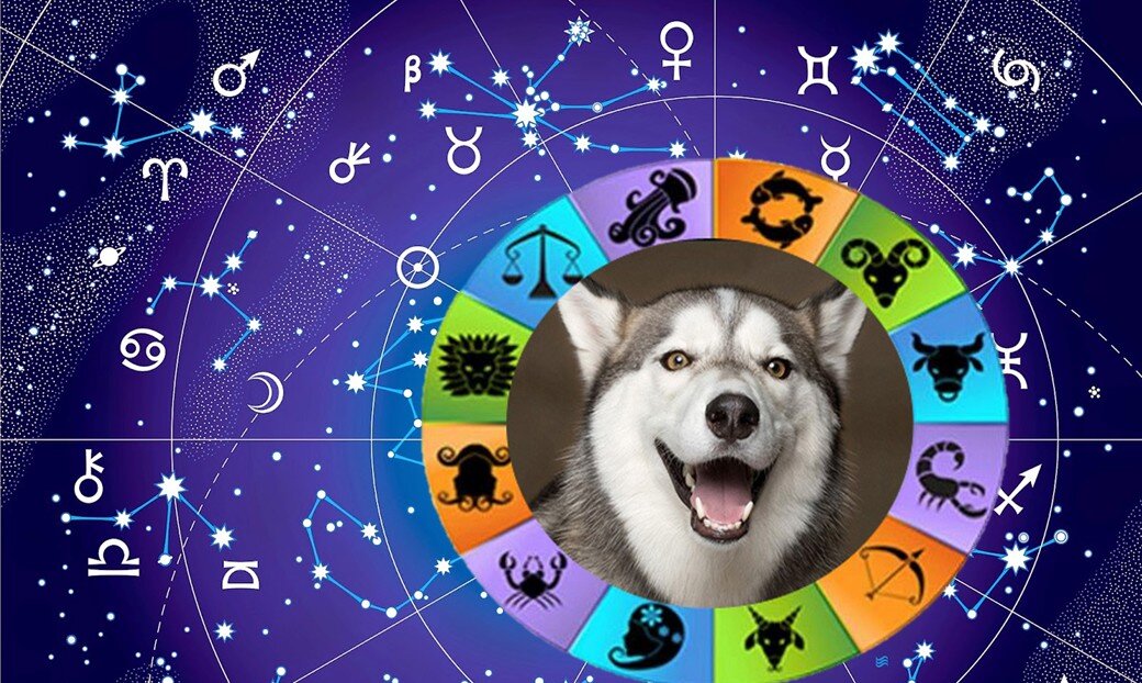 Гороскоп собаки Близнецы (21 мая - 21 июня). Собачий гороскоп | Домашние  животные - самое важное | Дзен