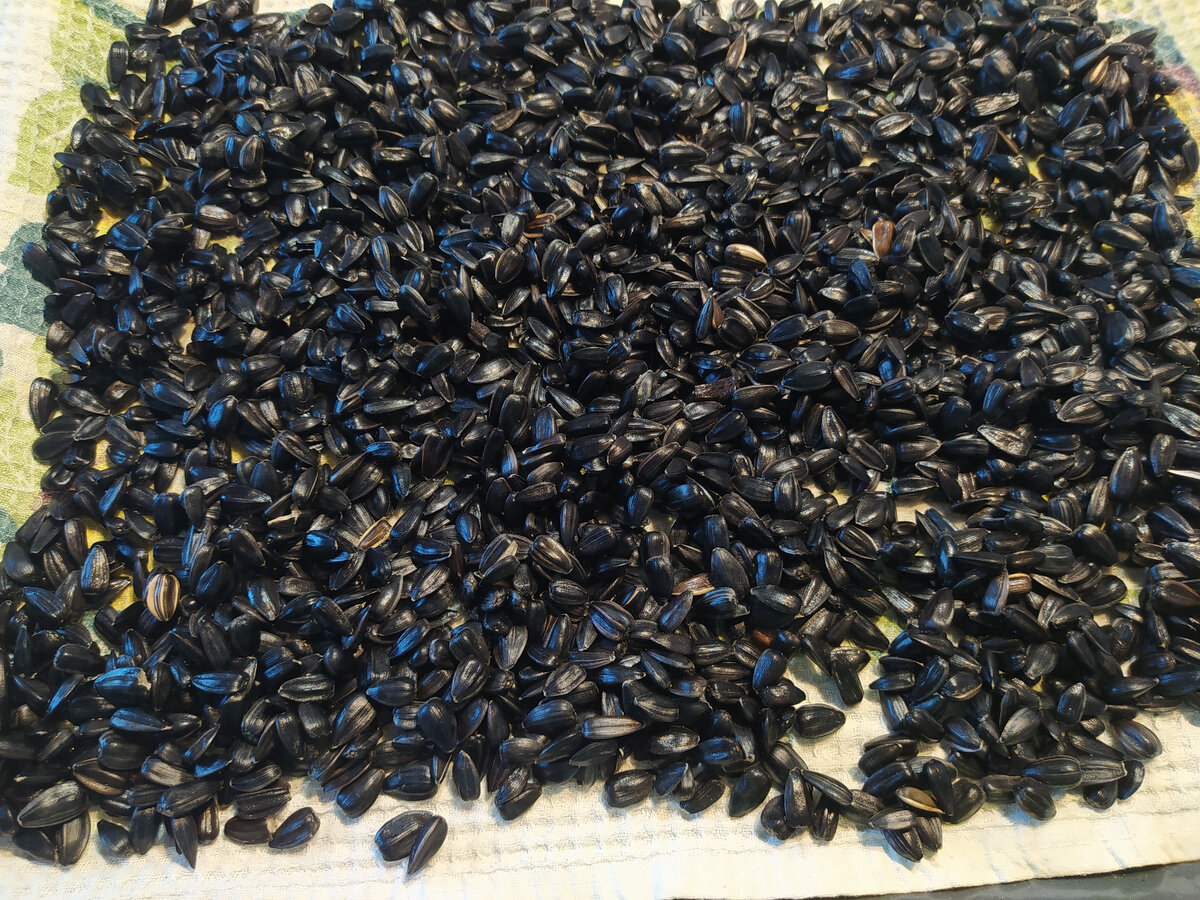 Обсушиваю на полотенце, затем в духовой шкаф