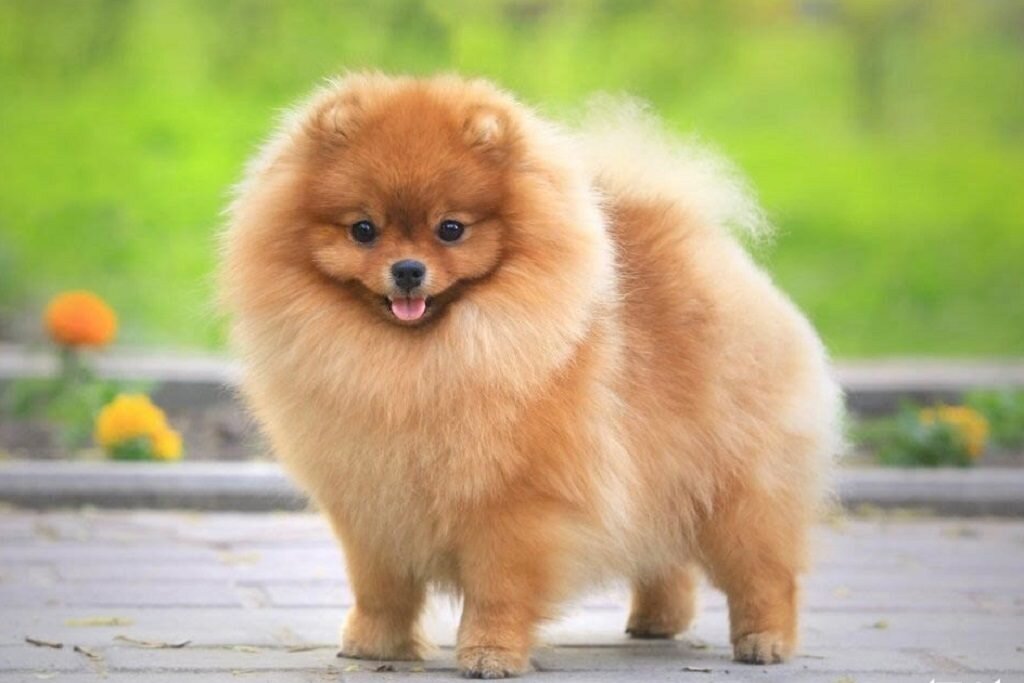 Шпиц оранжевого окраса.