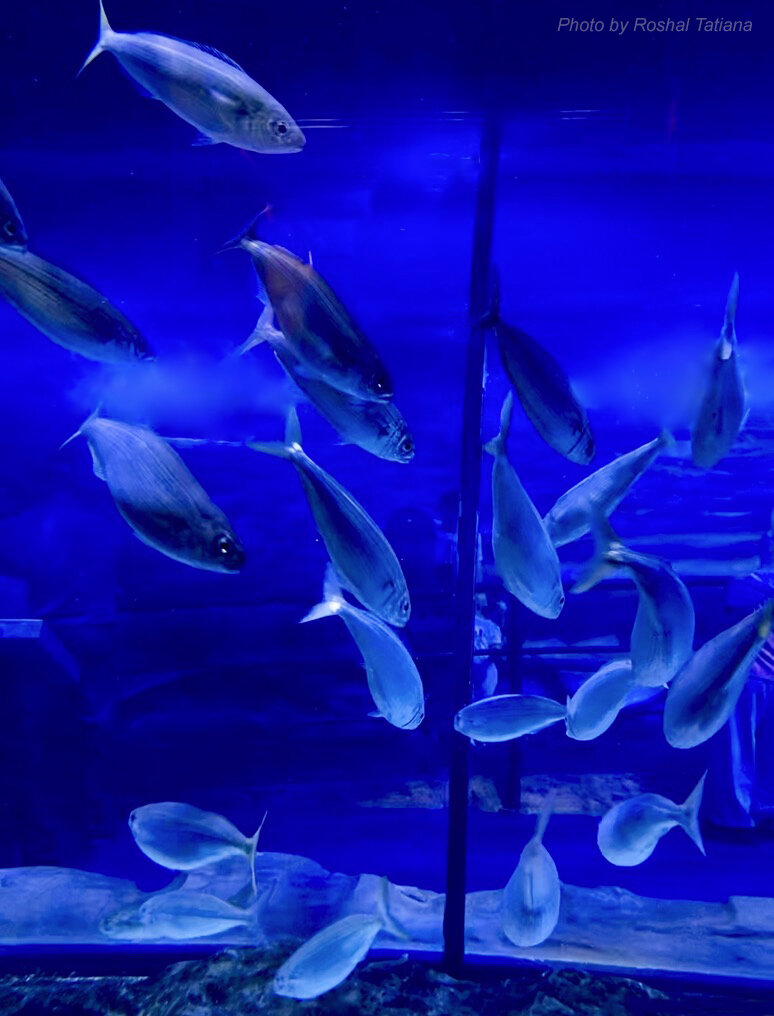 "Aquarium of the Dubai mall". Фото сделано автором канала.