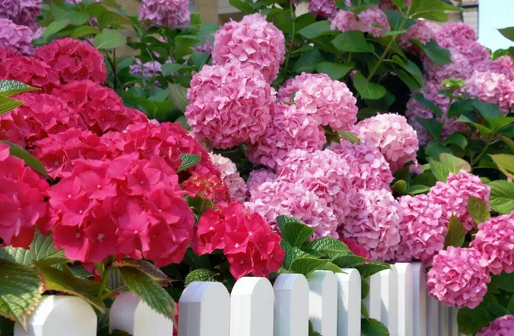 Гортензия крупнолистная