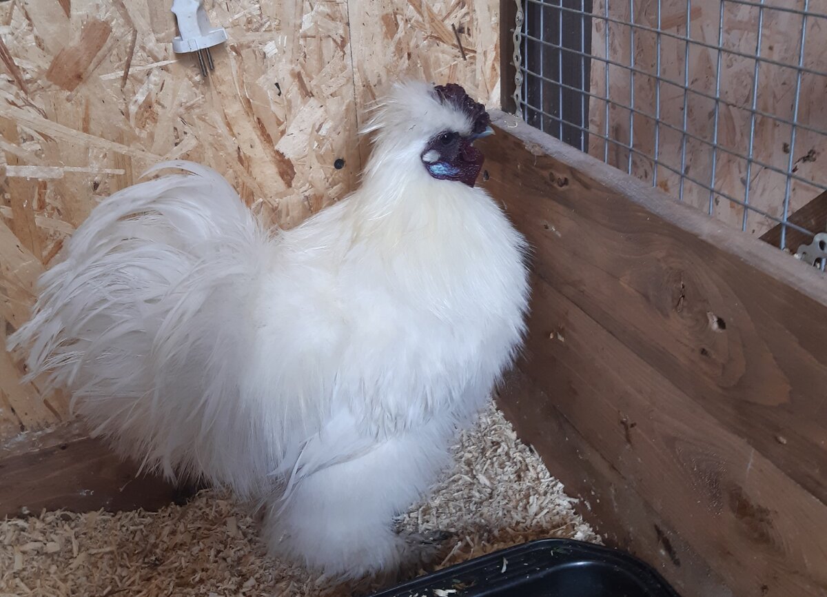 Петушок Ким