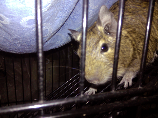 Это Крош. Хочет тыквенную семечку.