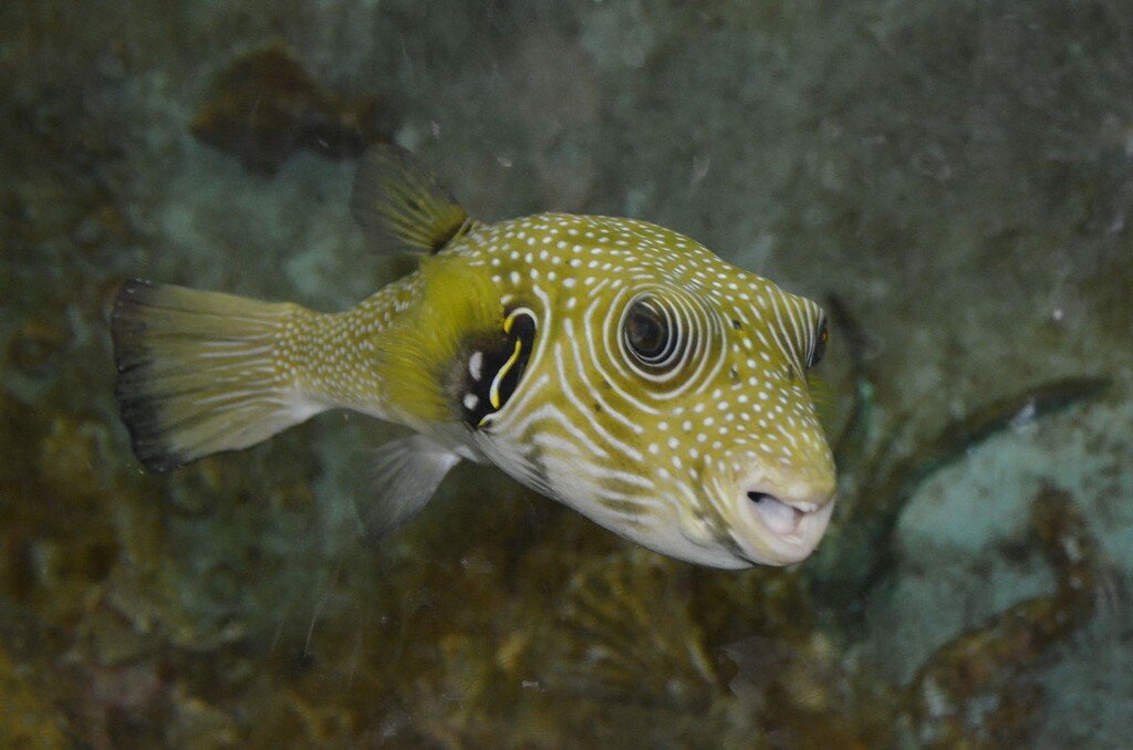 Колючий аротрон