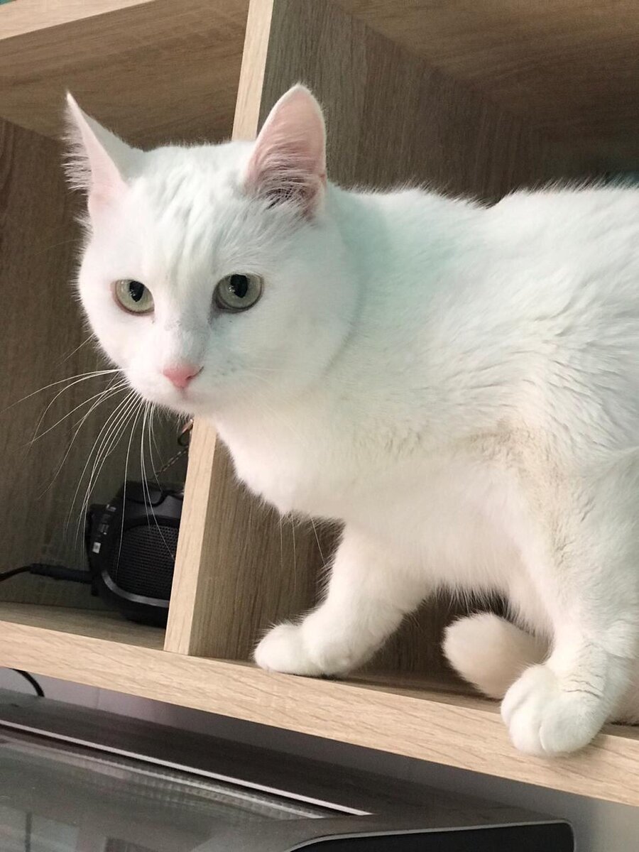 Наша Вайта совсем потеряла аппетит и пряталась от людей. (Листайте галерею дальше, чтобы увидеть других жителей)