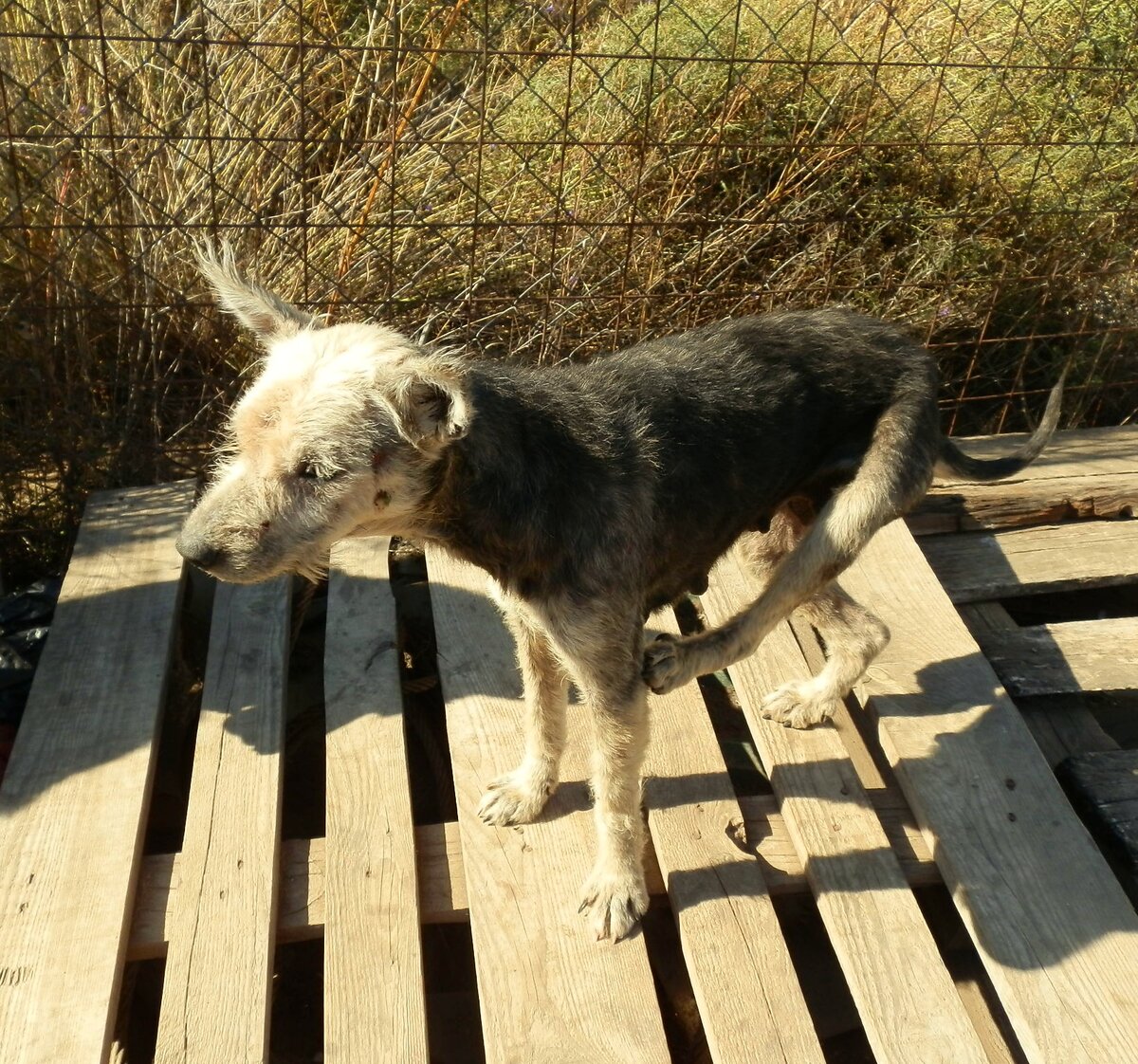 Фото: приют "DogHope"