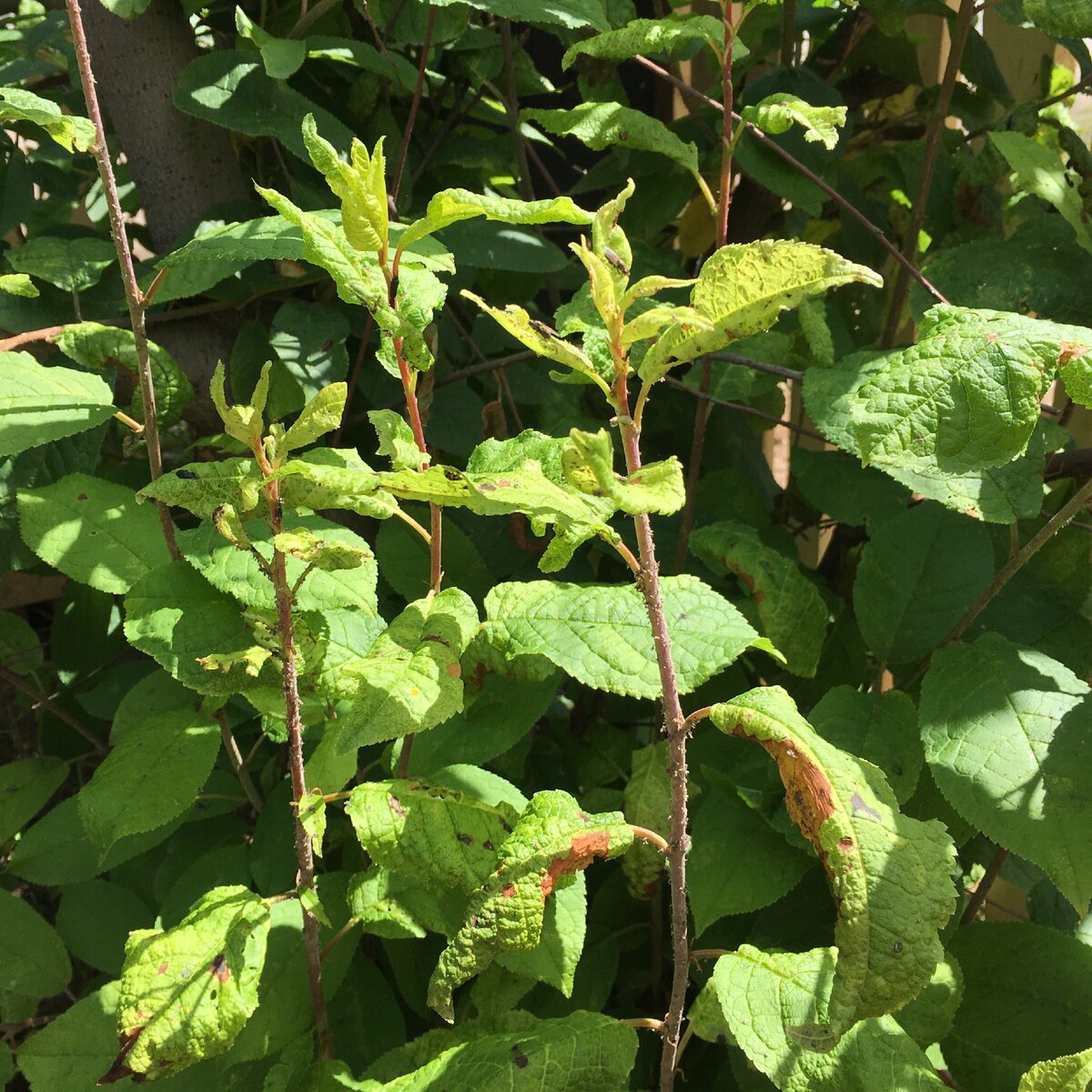 Весь молодняк в плачевном состоянии - тля высосала все соки.