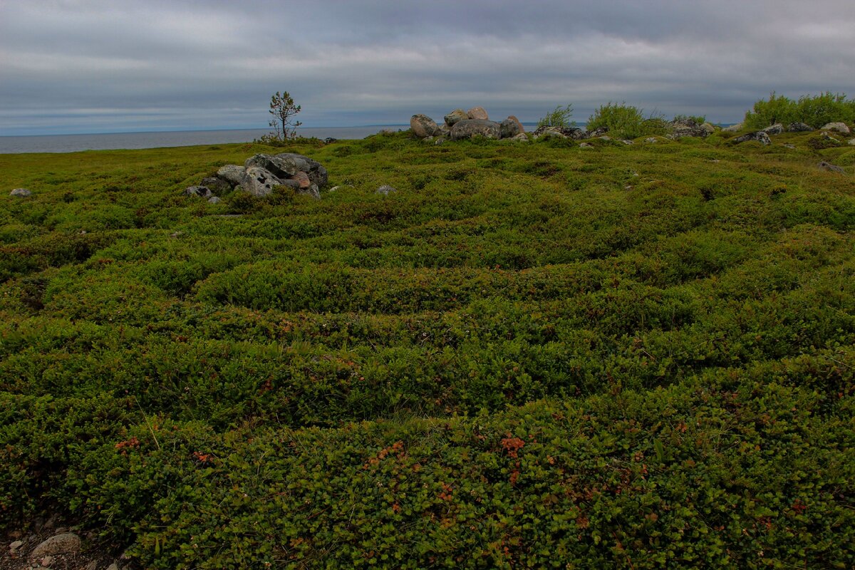 Лабиринты заяцкого острова настоящая загадка соловецкого архипелага. Заяцкий остров камни отрицательная энергия. Соловецкие острова заяцкий остров лабиринт. Загадки настоящая. Соловки лабиринты.