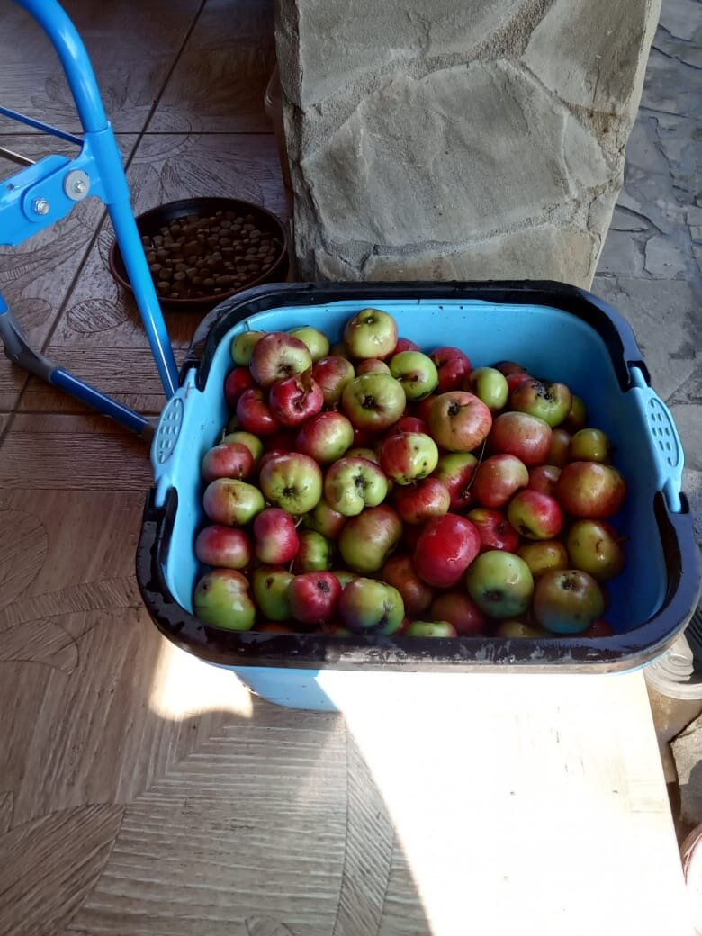 Сбор урожая на даче у моей соседки!