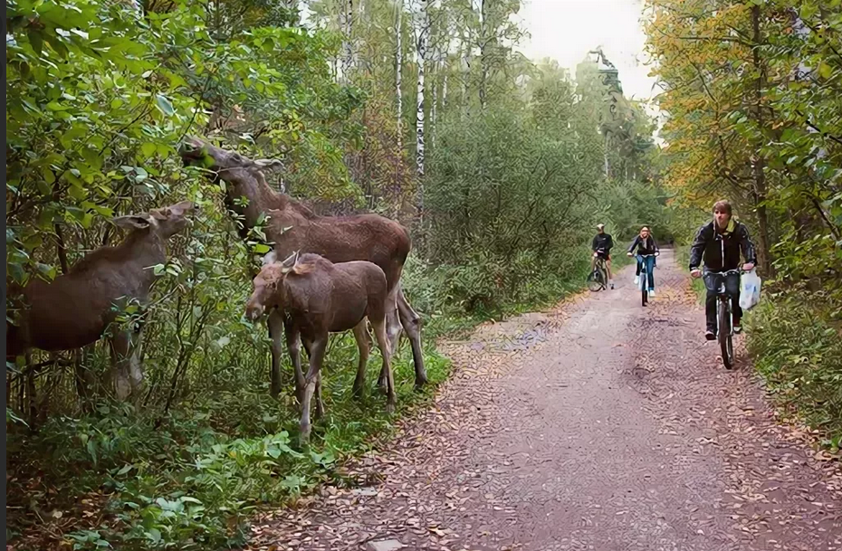 Фото лосиного парка. Лосиный остров национальный парк. Парк Сокольники Лосиный остров. Лесопарк Лосиный остров. Лосиный парк Москва.