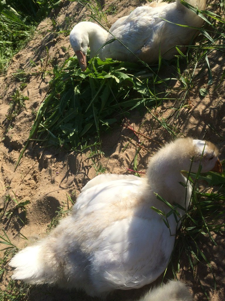 Марта и Мартин оперяются, местами виден ещё пушок.