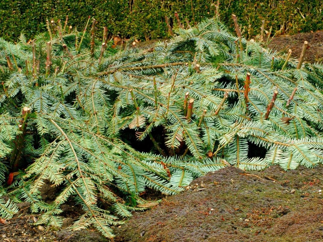 Фото: 24garten.de