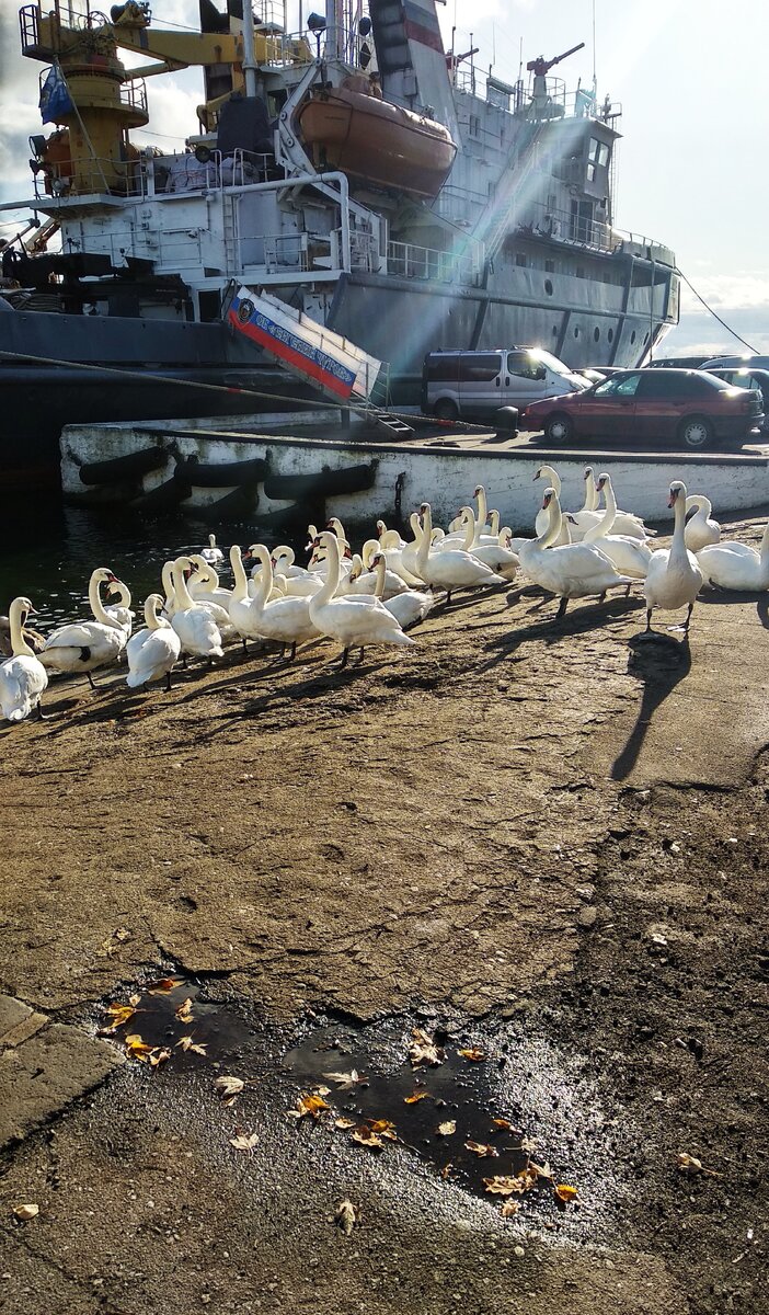 Корабли и лебеди. Балтийск. Фото автора