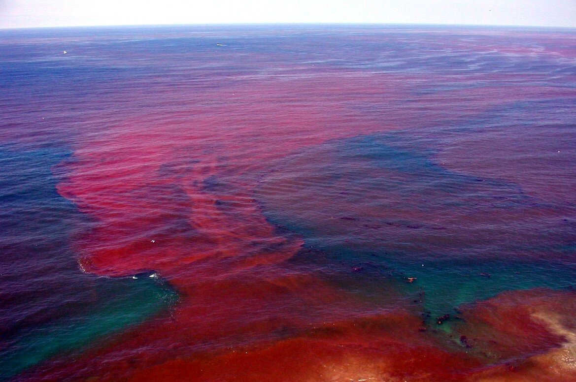 Красный прилив на Камчатке
