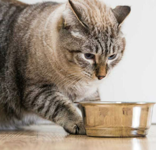 Почему кот перестал есть сухой корм?